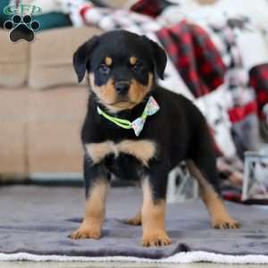 Shadow, Rottweiler Puppy